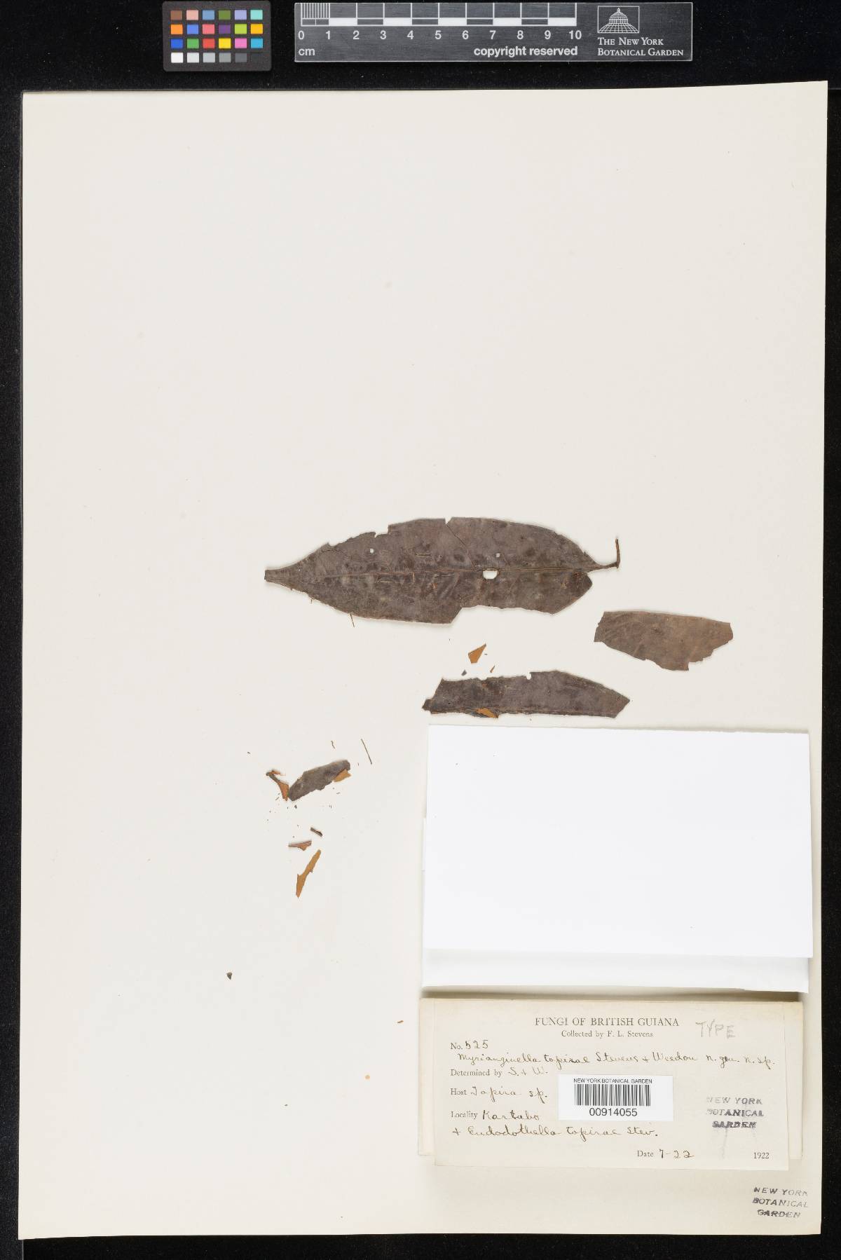 Myrianginella tapirae image