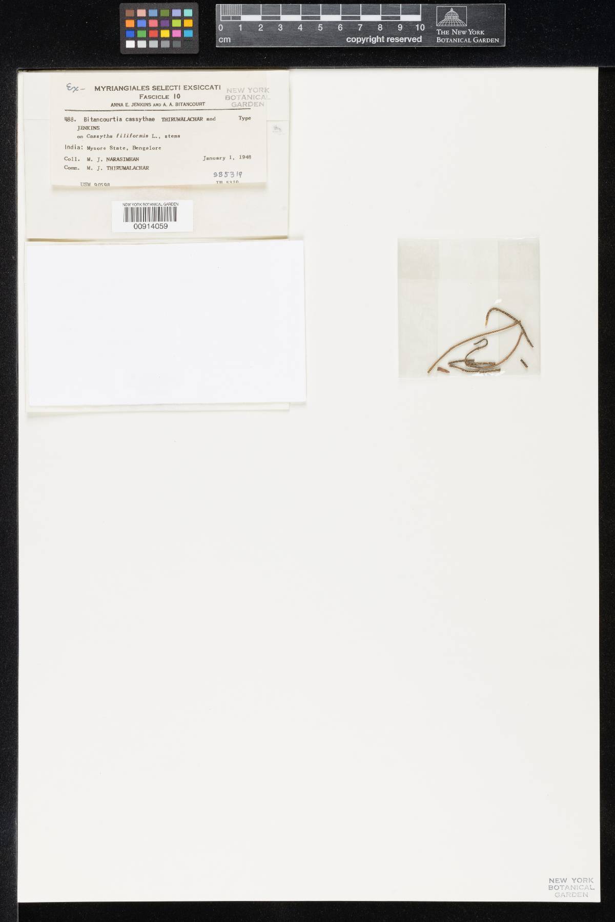 Bitancourtia cassythae image