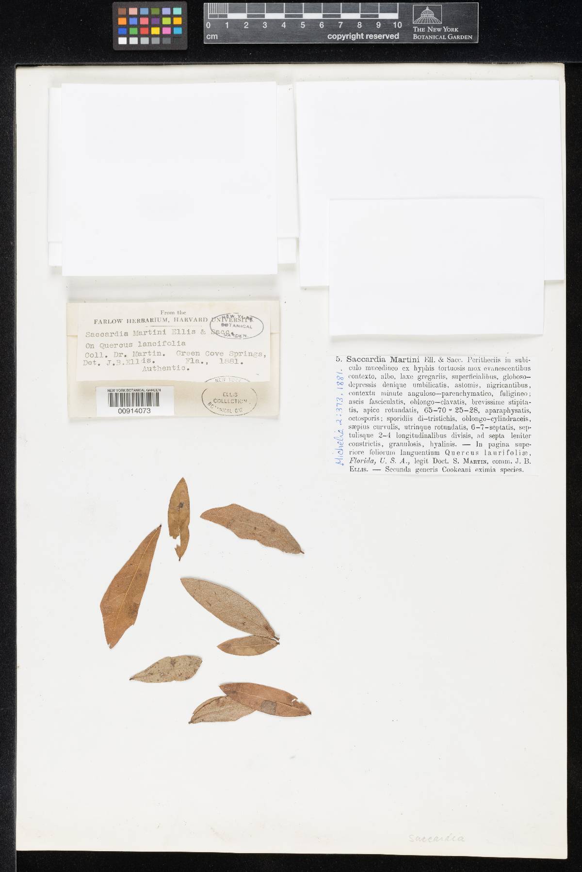 Saccardia martinii image