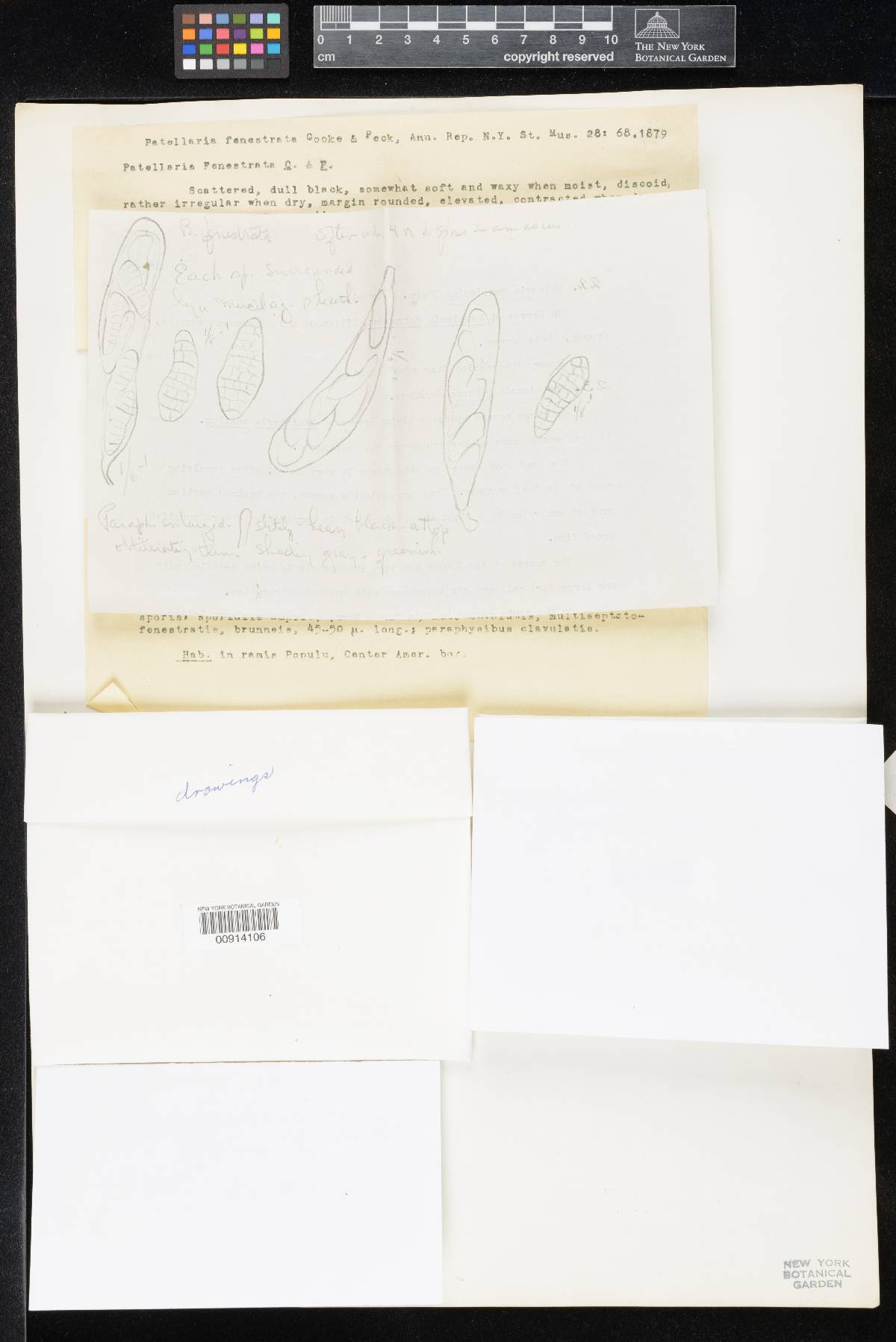 Patellaria fenestrata image