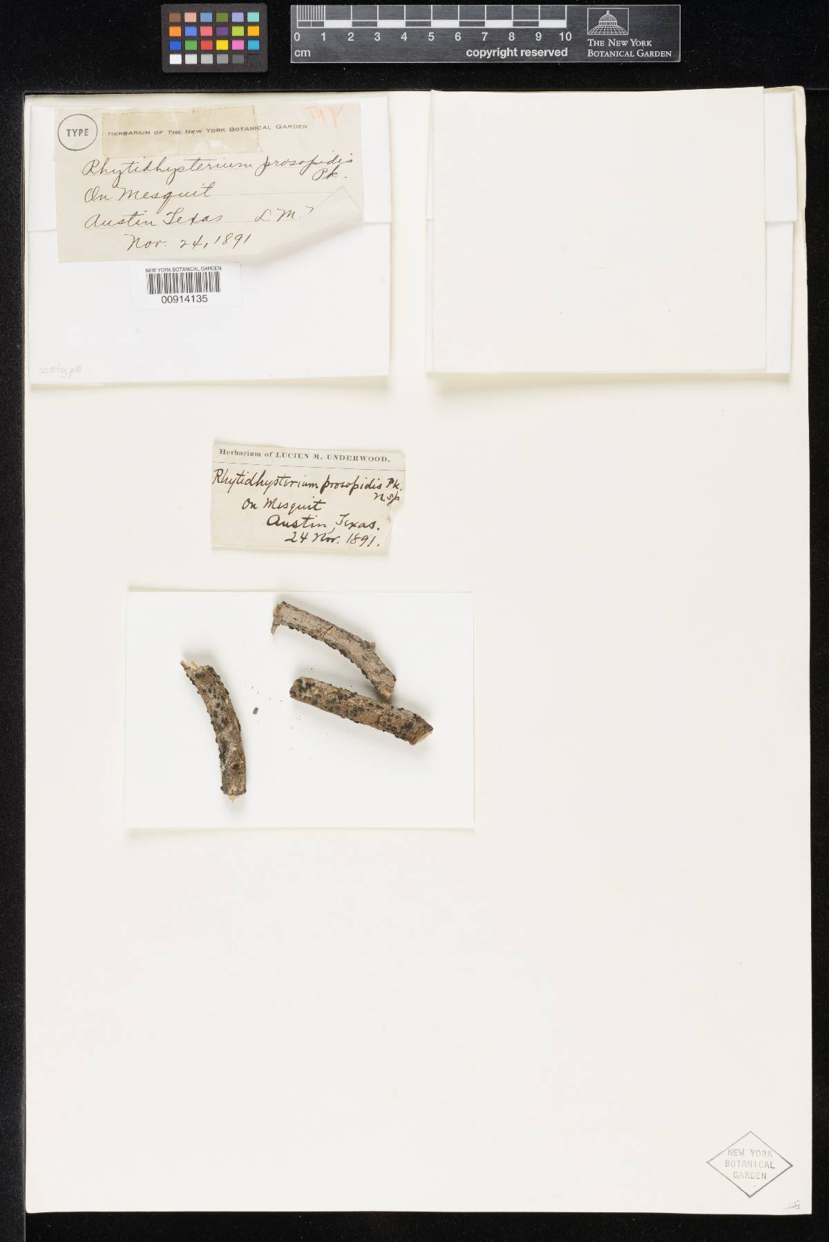 Rhytidhysterium prosopidis image