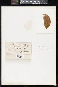 Guignardia nectandrae image