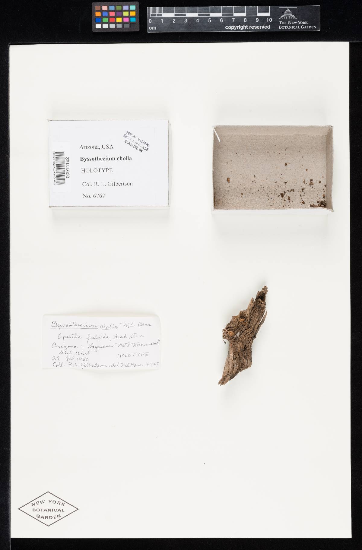 Byssothecium image