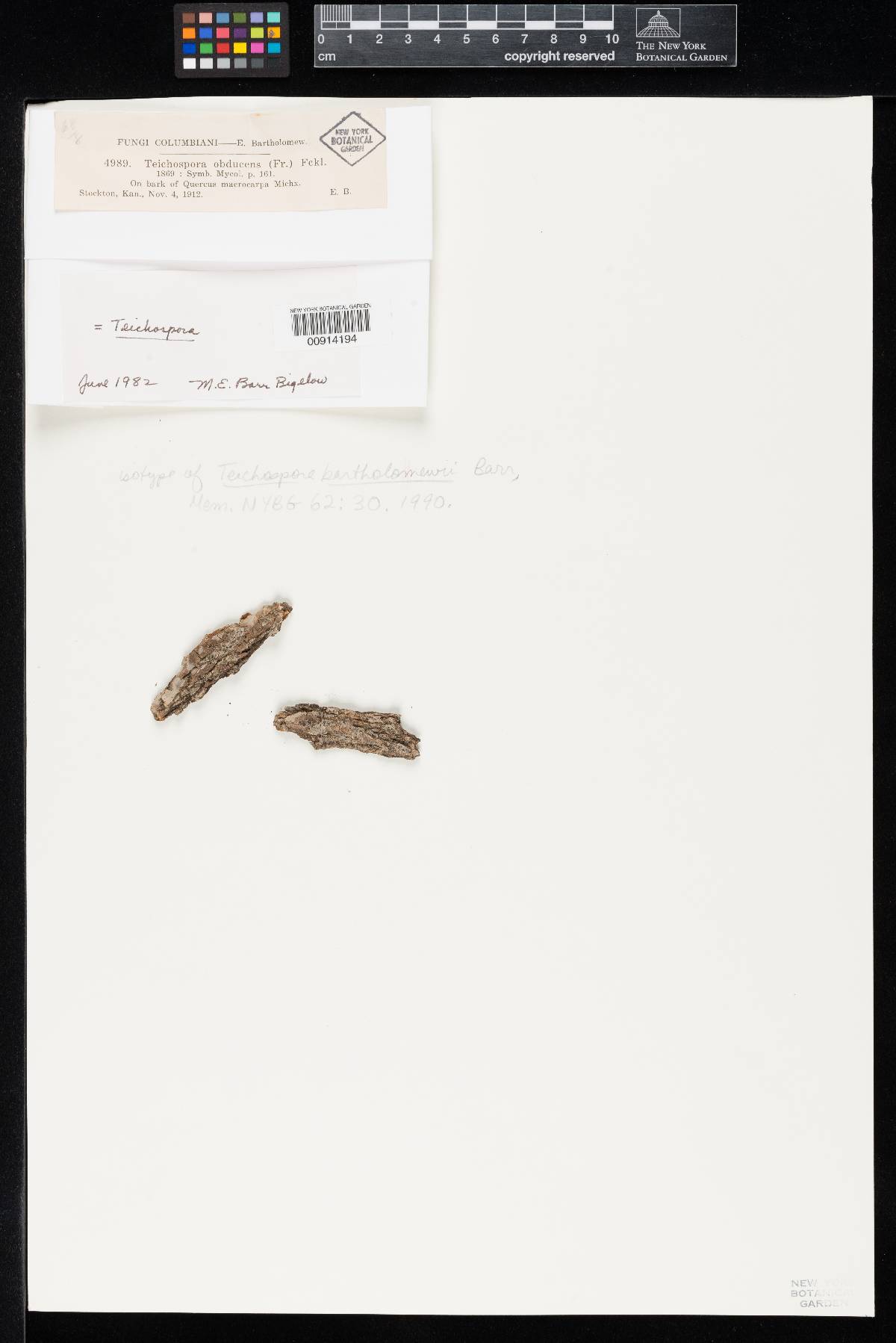Teichospora bartholomewii image
