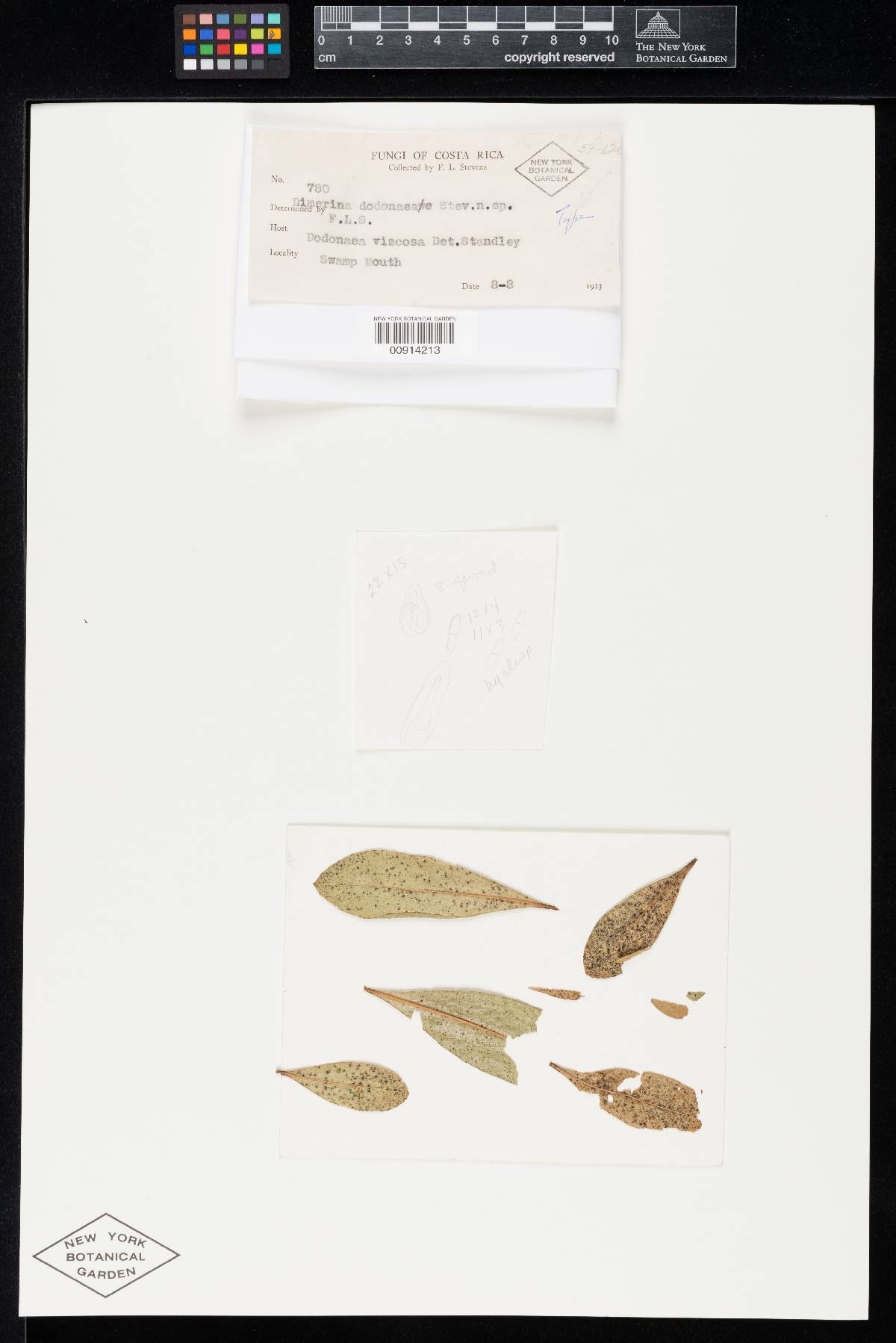 Episphaerella dodonaeae image