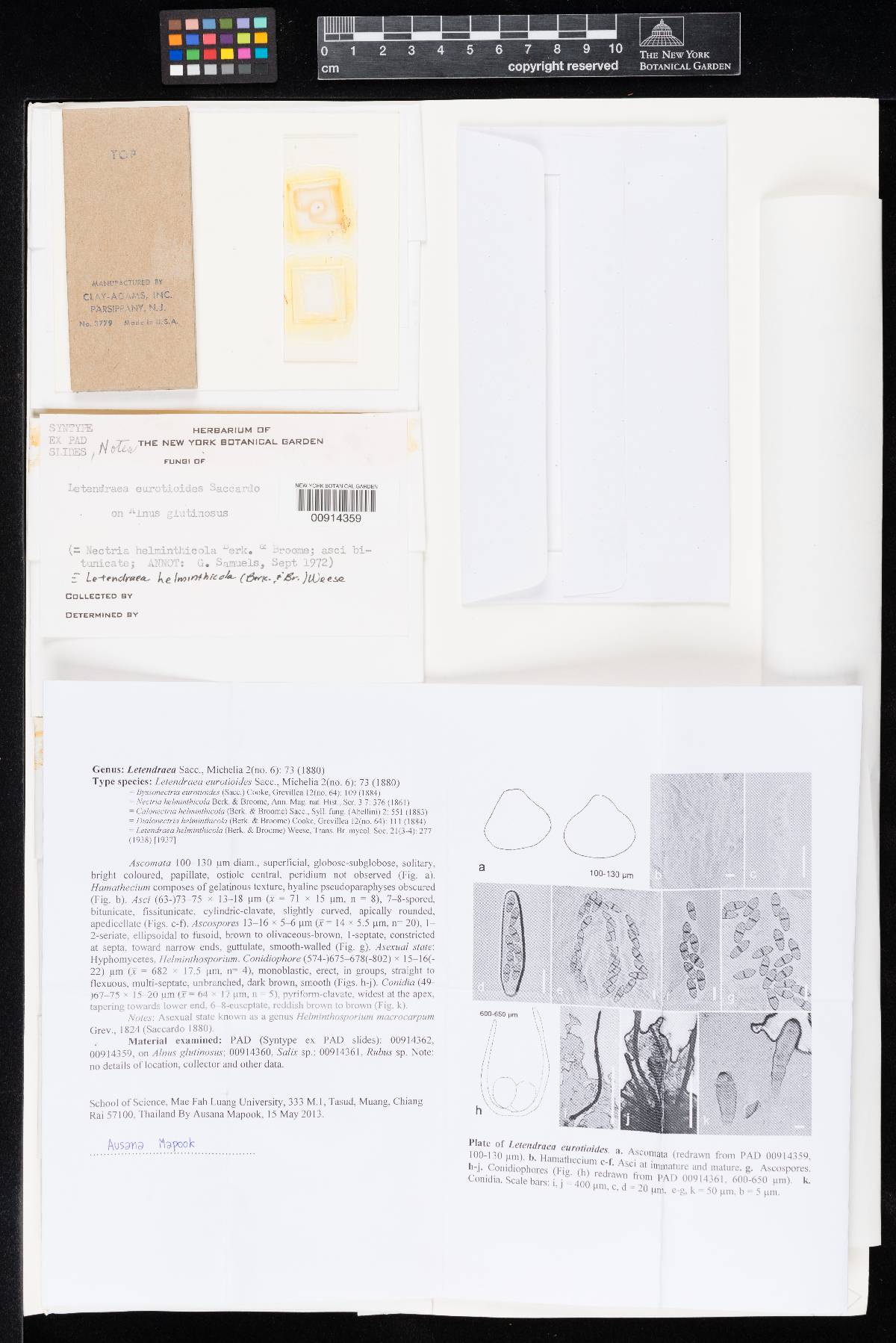 Letendraea image