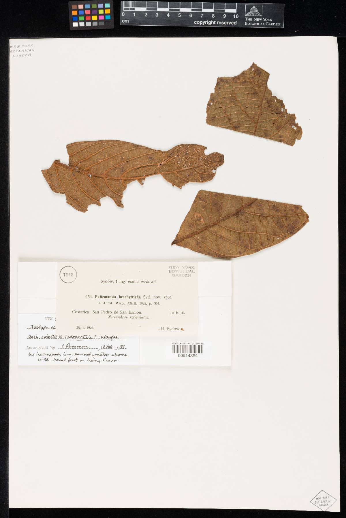 Puttemansia brachytricha image