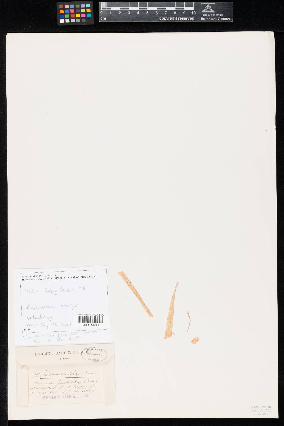 Lophodermium robergei image