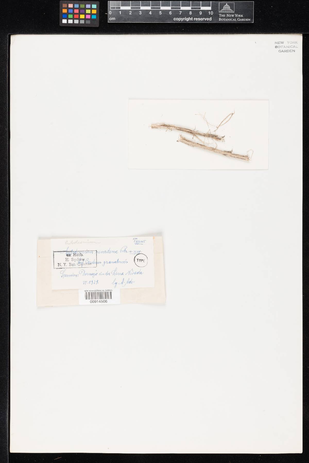 Entodesmium nevadense image