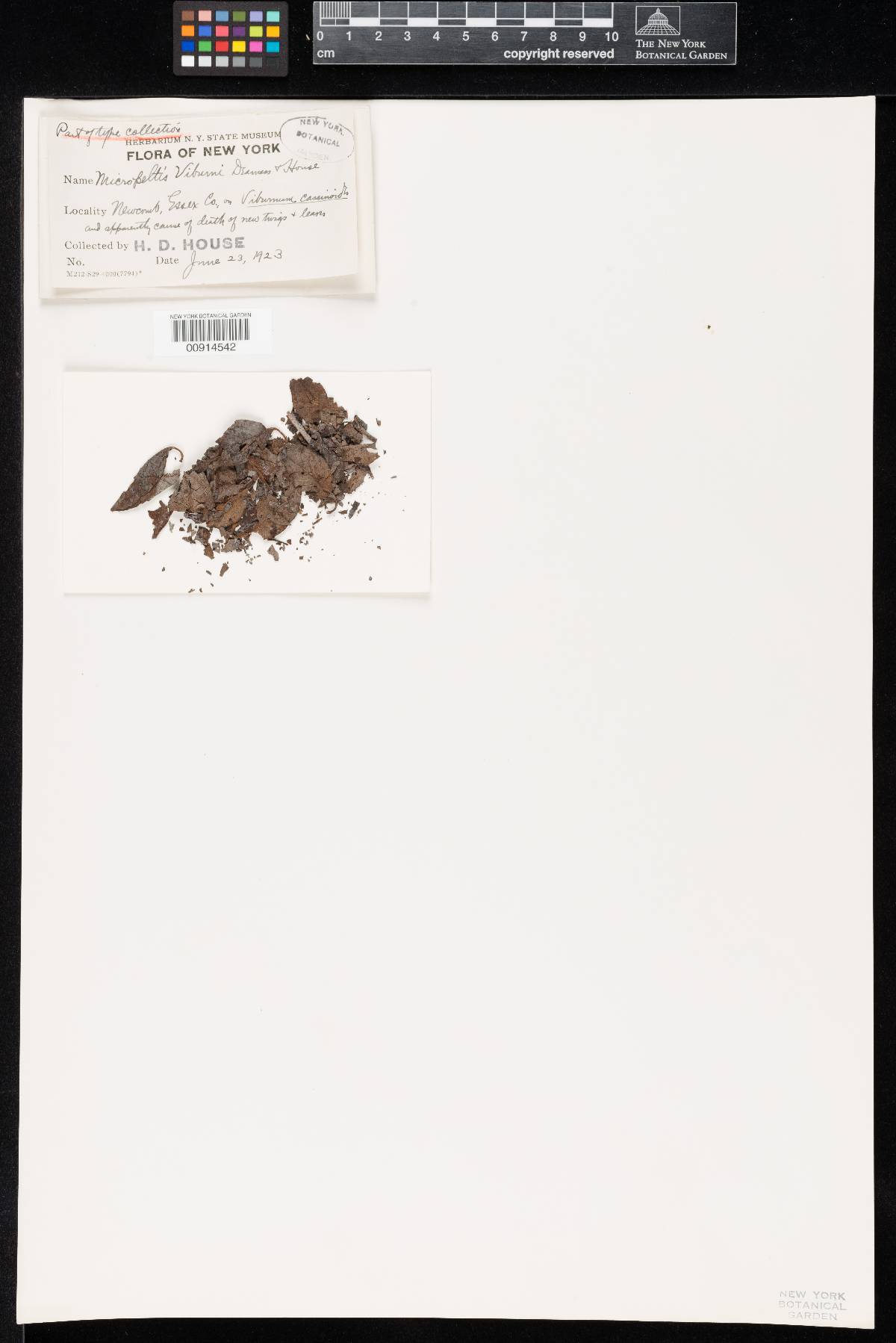 Micropeltis viburni image