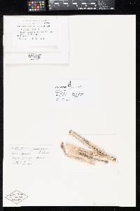Neophaeosphaeria quadriseptata image