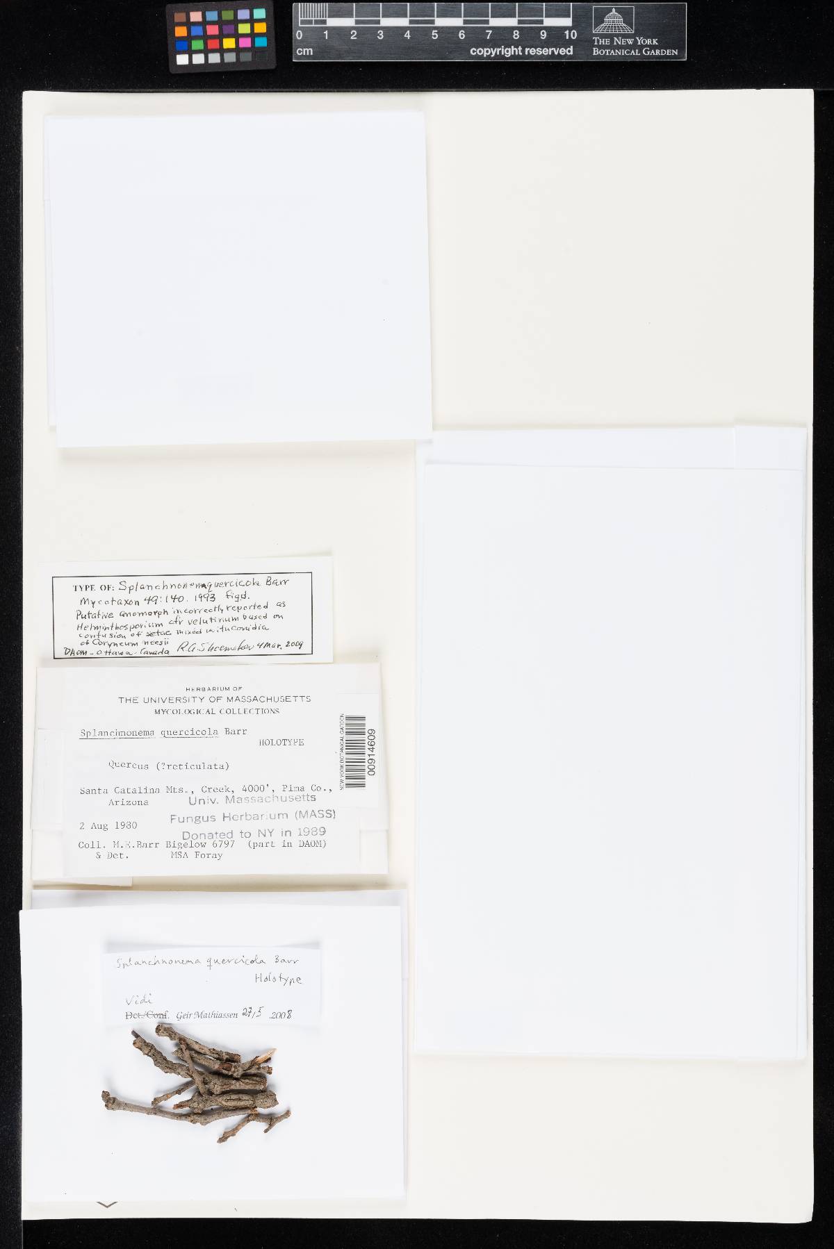 Splanchnonema quercicola image