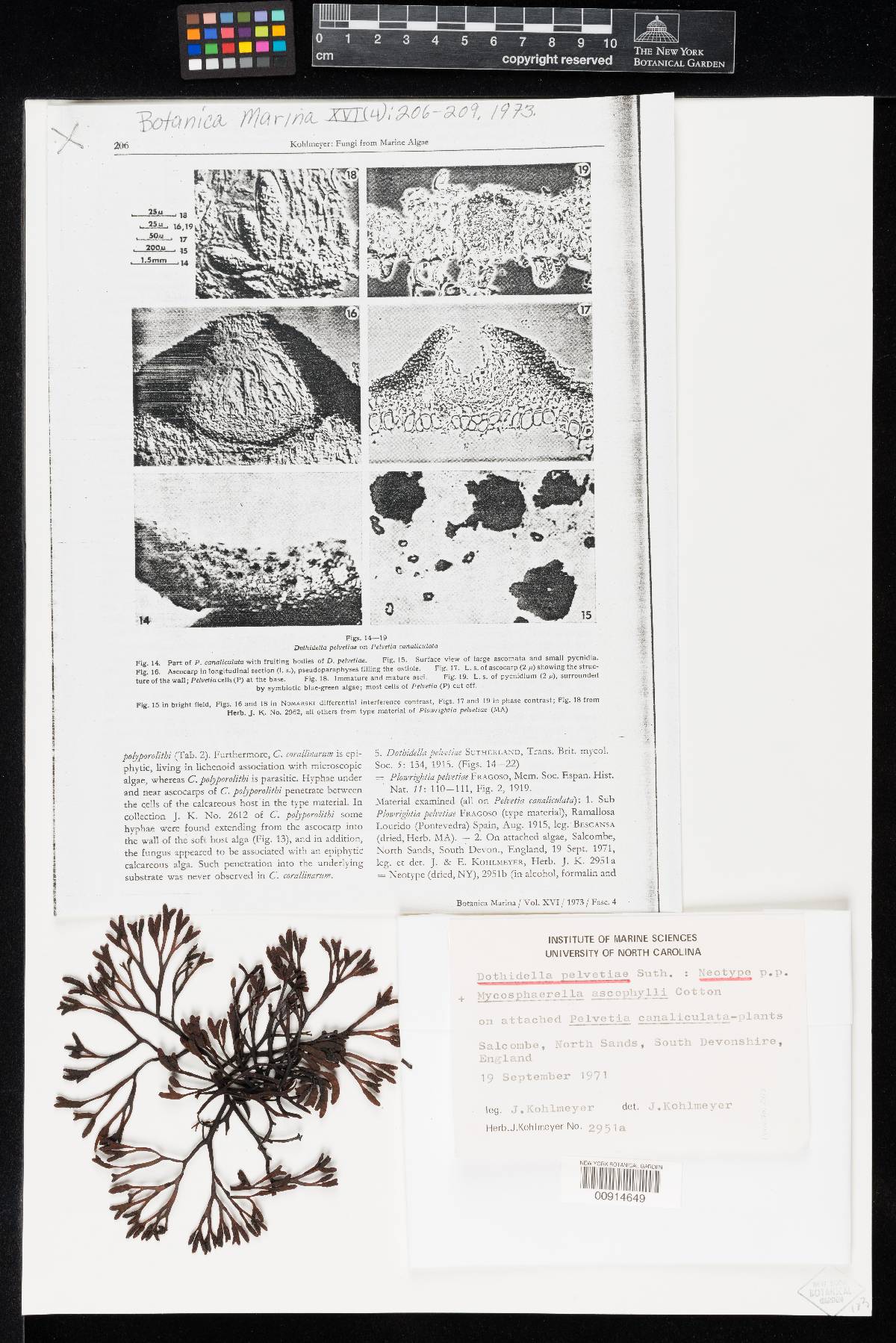Pyrenocollema pelvetiae image