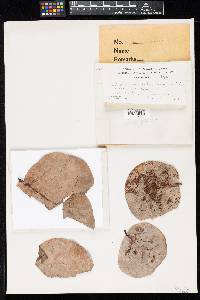 Stictis coccolobae image