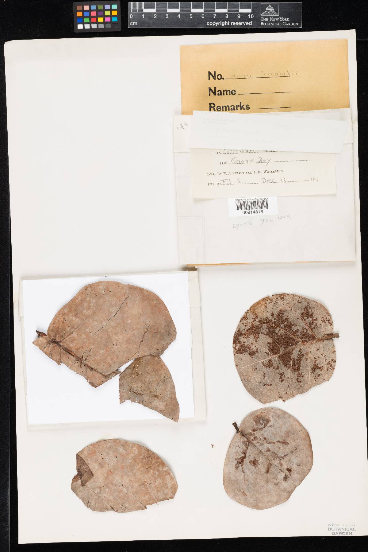 Stictis coccolobae image
