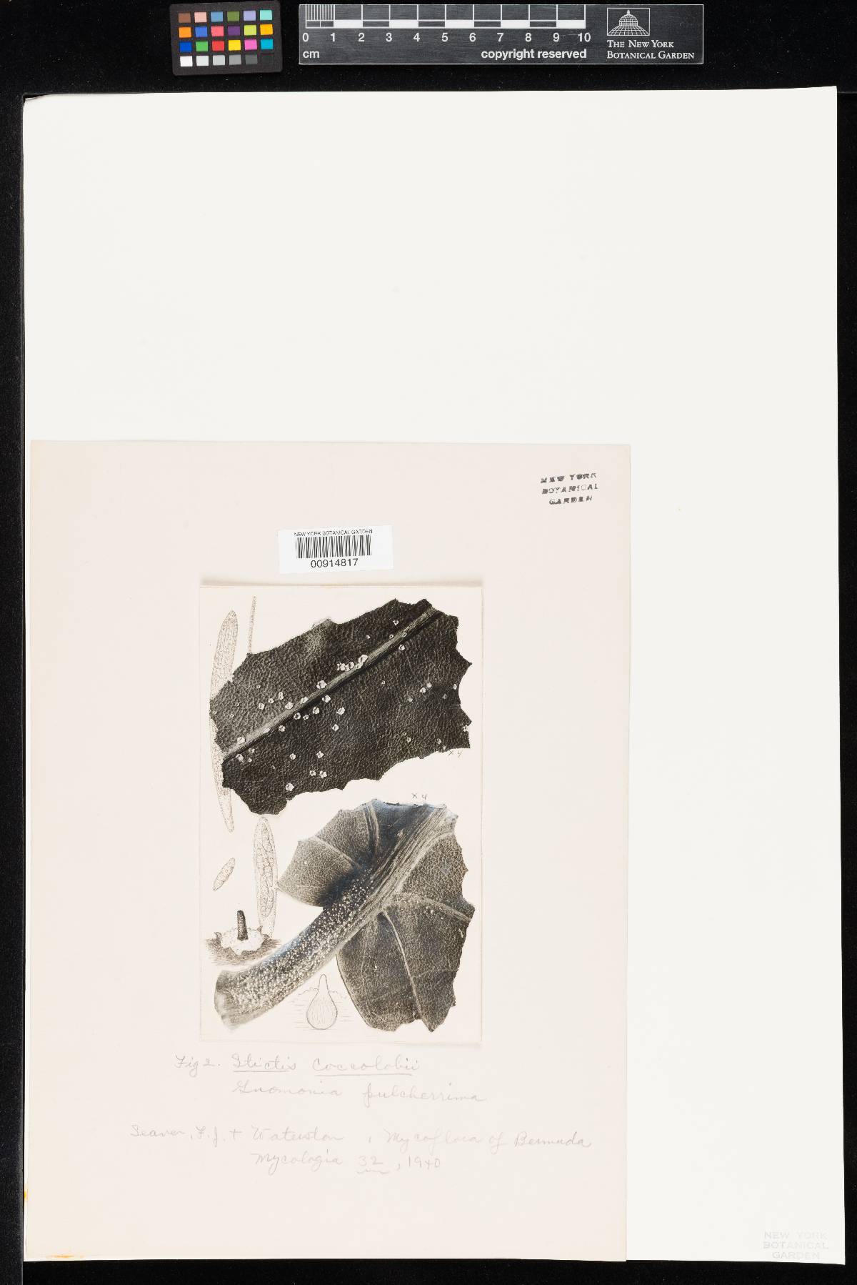 Stictis coccolobae image