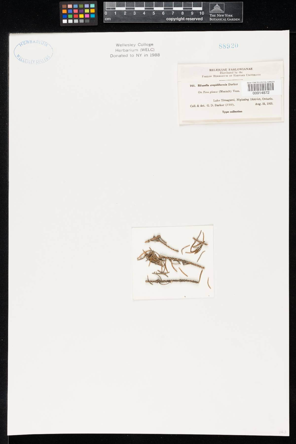 Isthmiella crepidiformis image