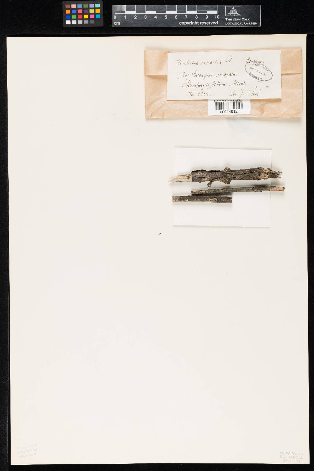 Dothiora moravica image