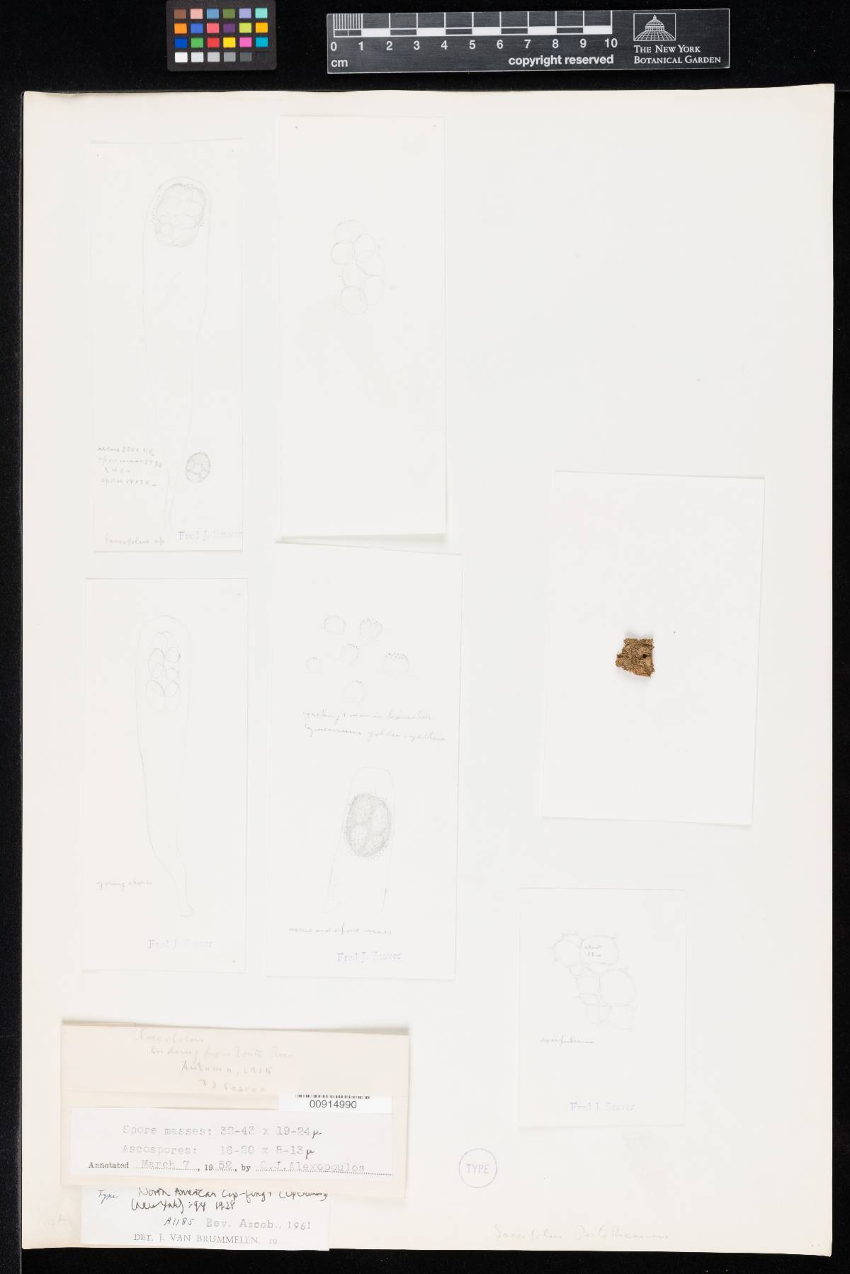 Saccobolus portoricensis image