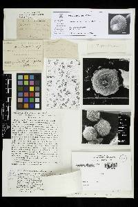 Tulostoma albicans image