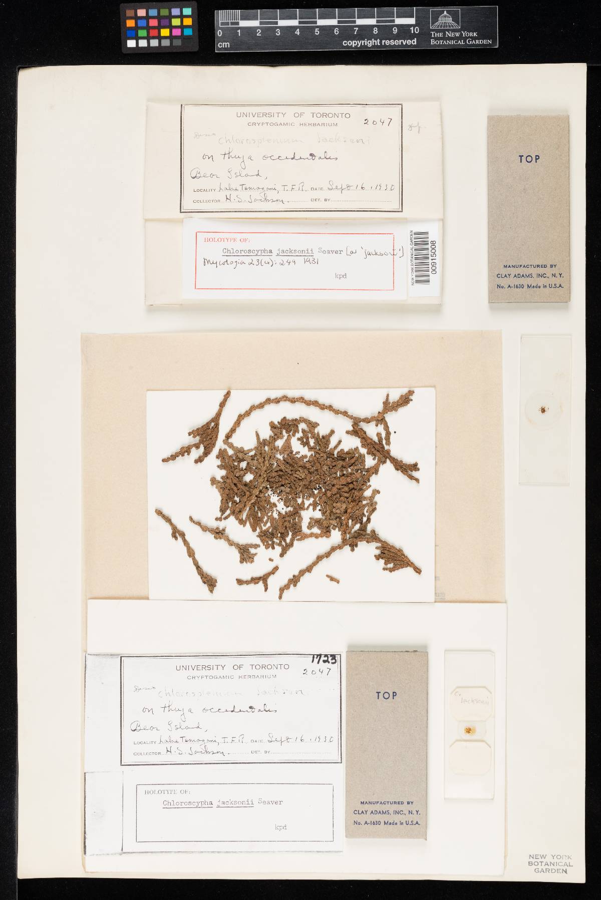 Chloroscypha jacksonii image