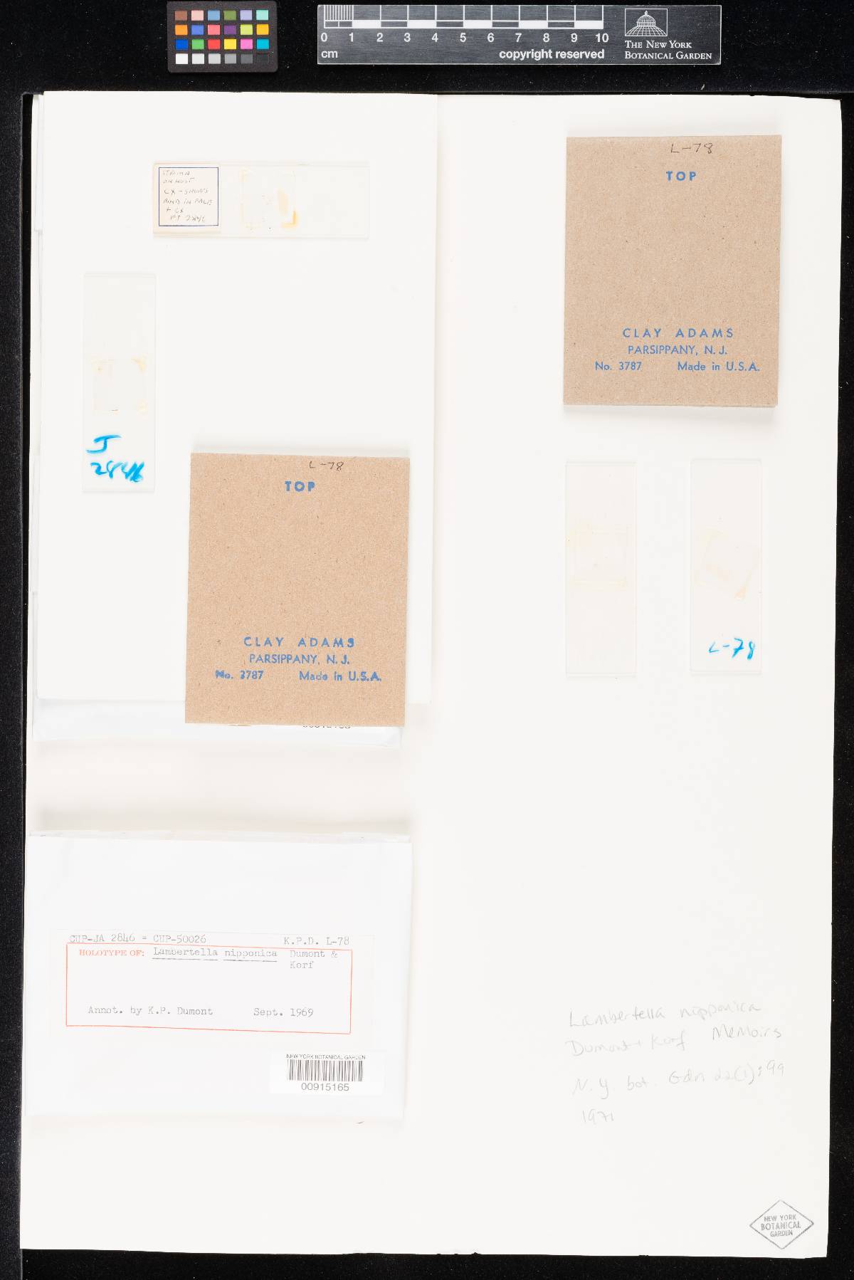 Lambertella nipponica image
