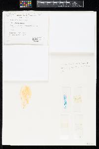 Lambertella tewarii image