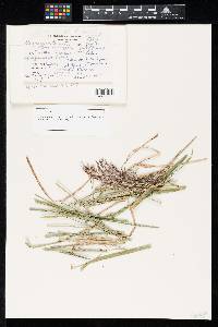 Stagonospora tridentis image