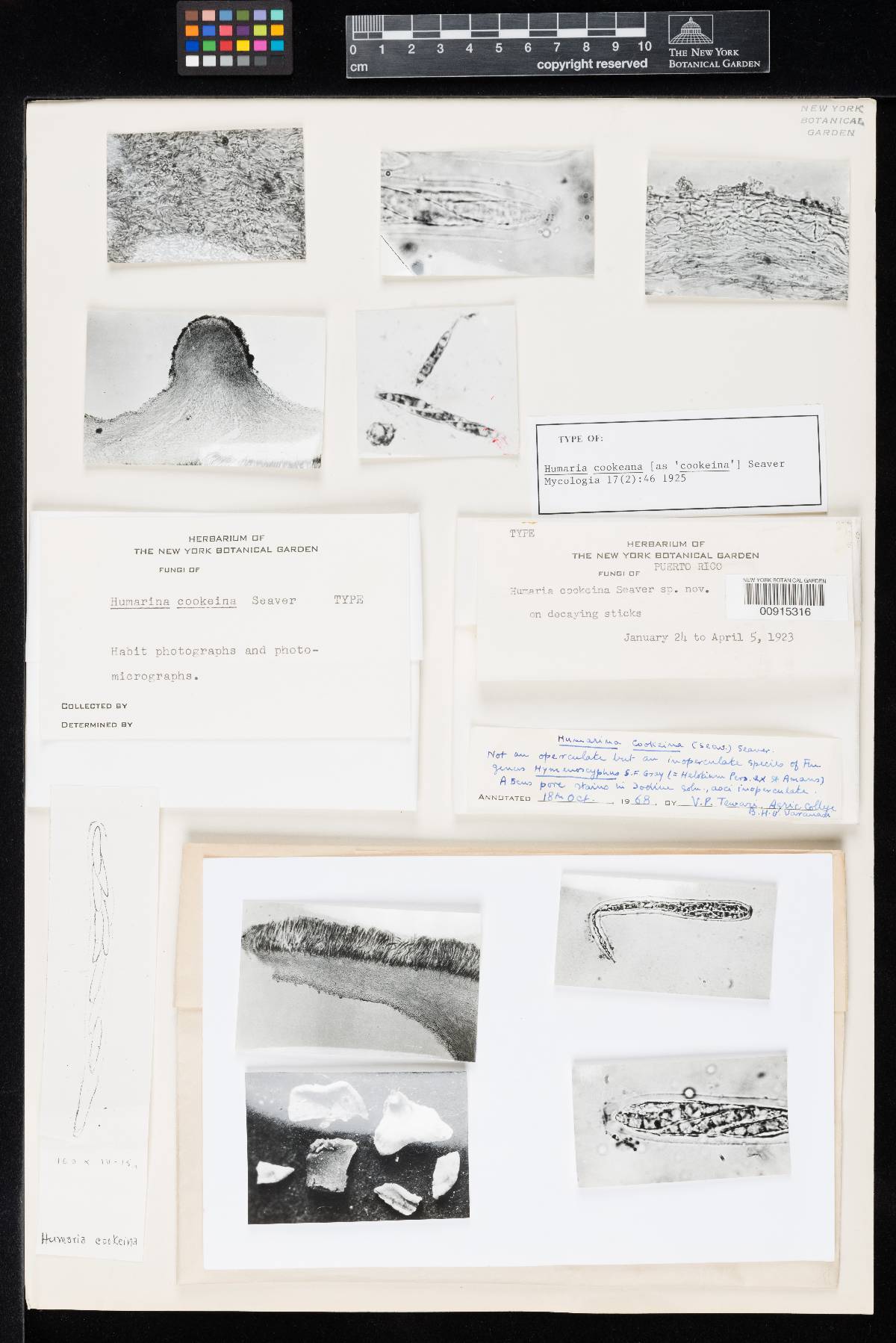 Humaria cookeana image