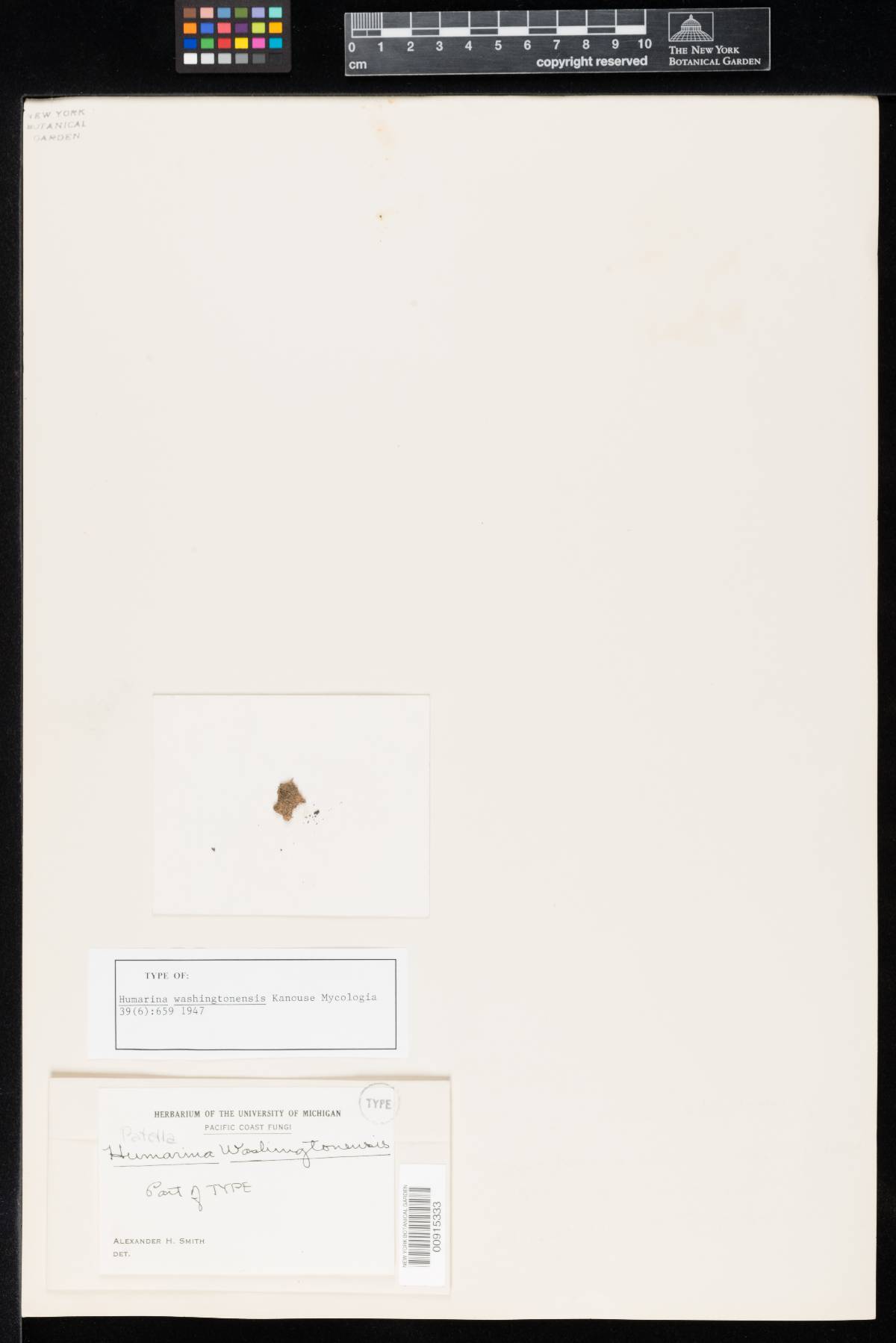 Humarina washingtonensis image