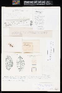 Lachnea asperrima image