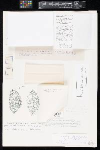 Lachnea asperrima image