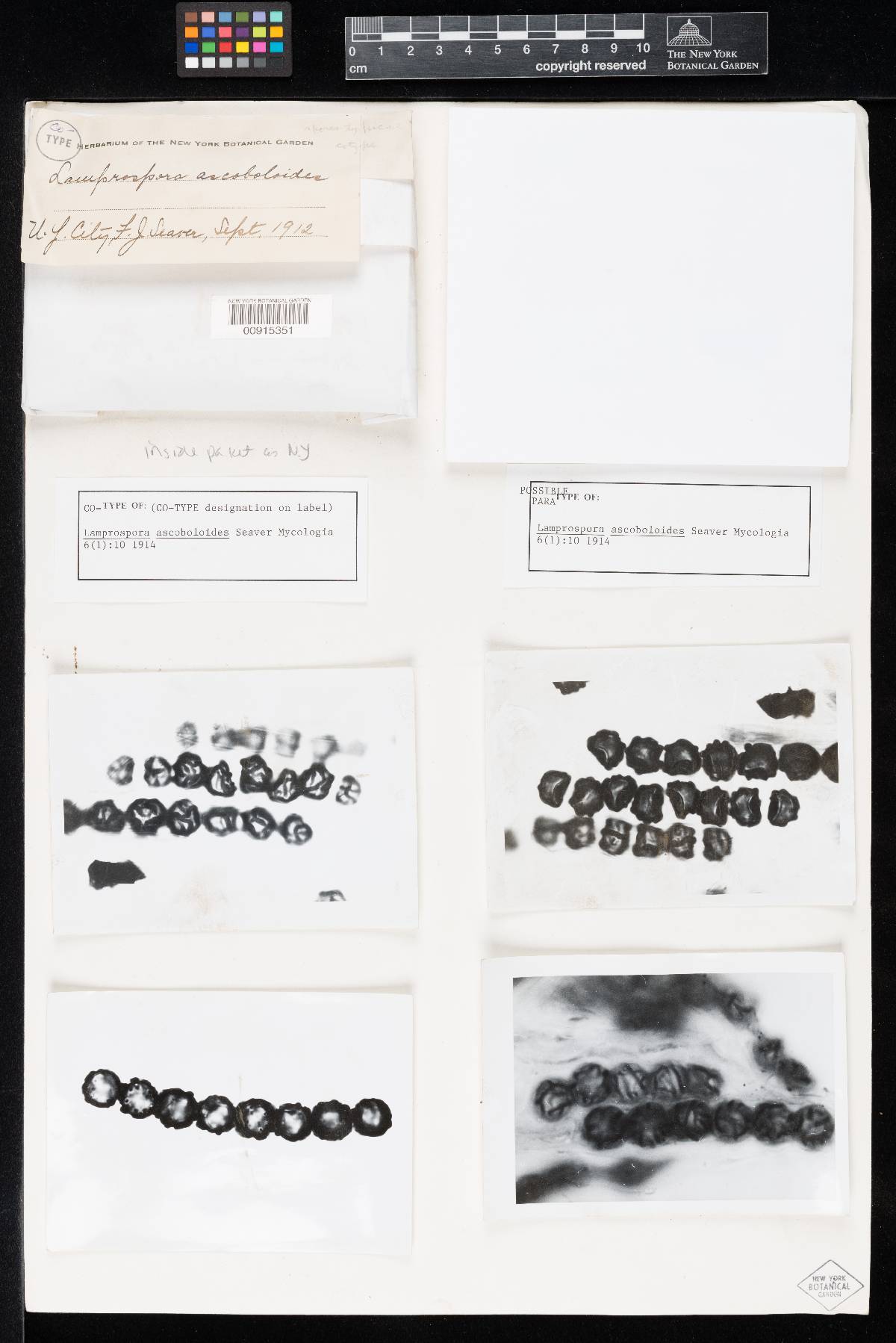 Lamprospora ascoboloides image