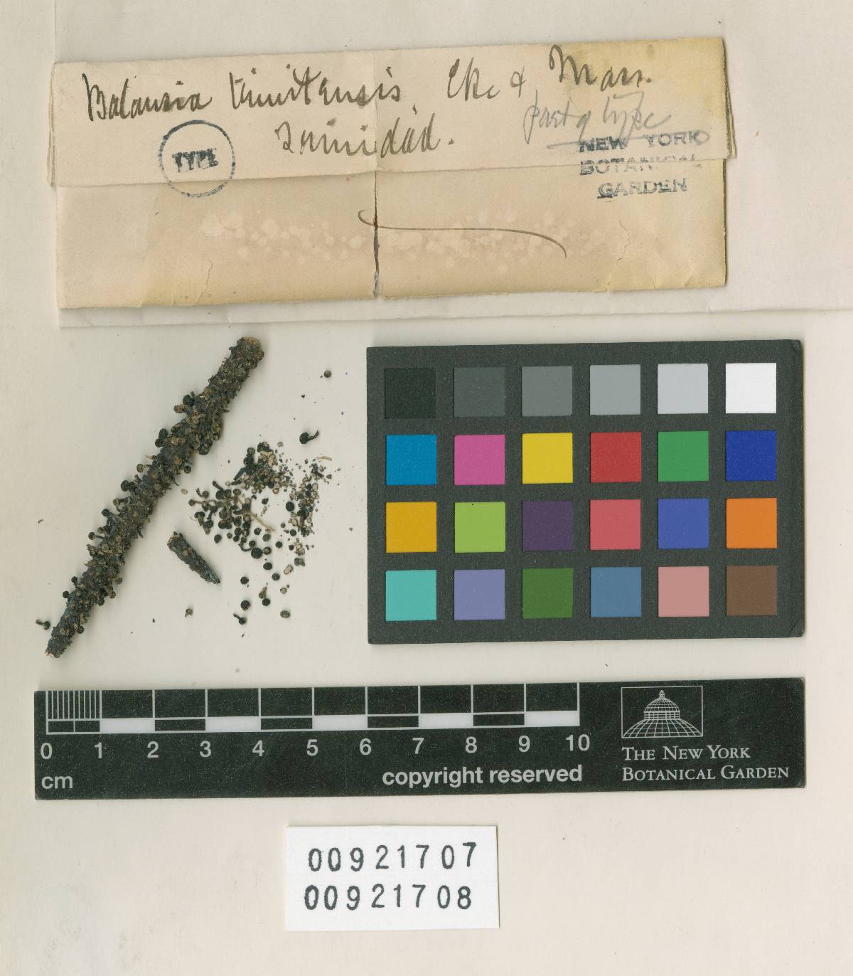 Balansia trinitensis image