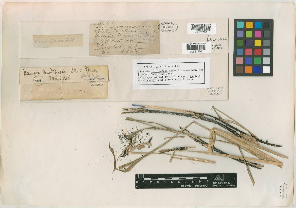 Ephelis trinitensis image