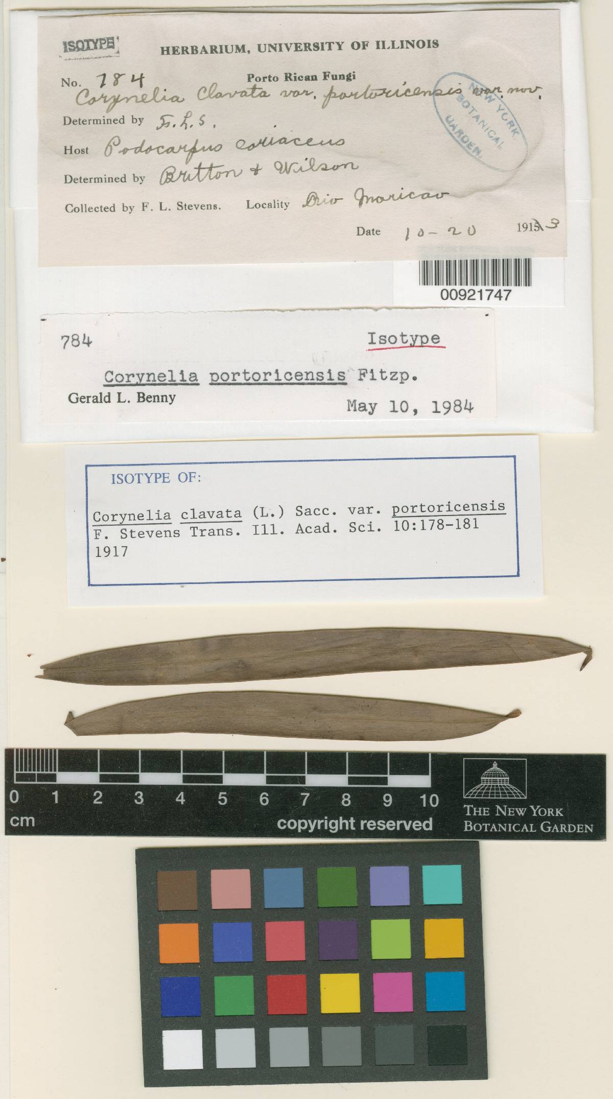 Corynelia portoricensis image