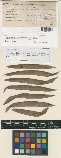 Corynelia portoricensis image