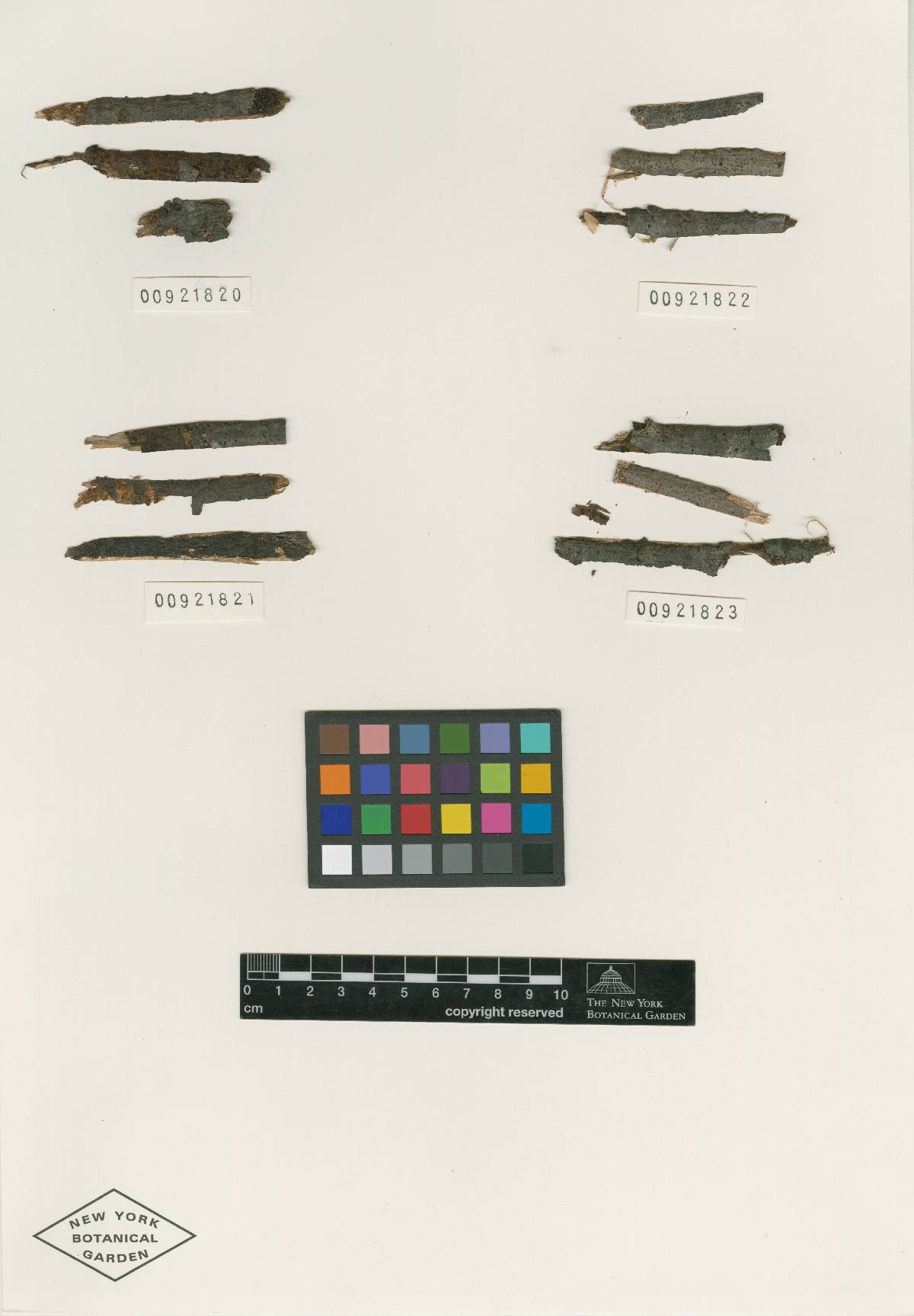 Diaporthe crinigera image
