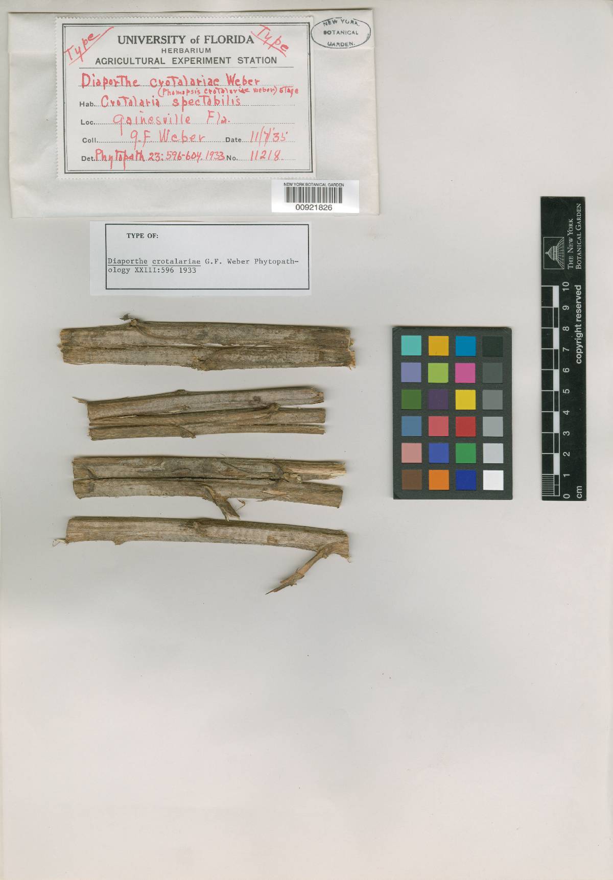 Diaporthe crotalariae image
