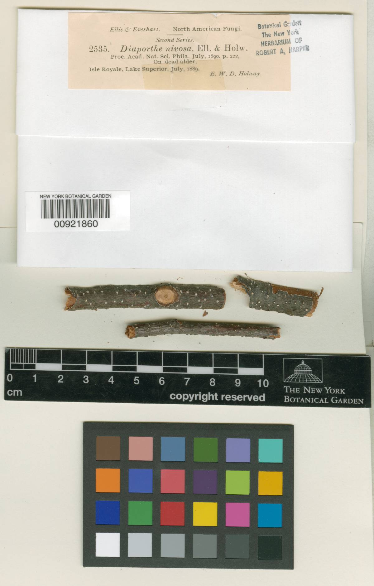 Diaporthe nivosa image