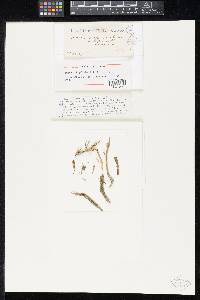 Dothidea bigeloviae image