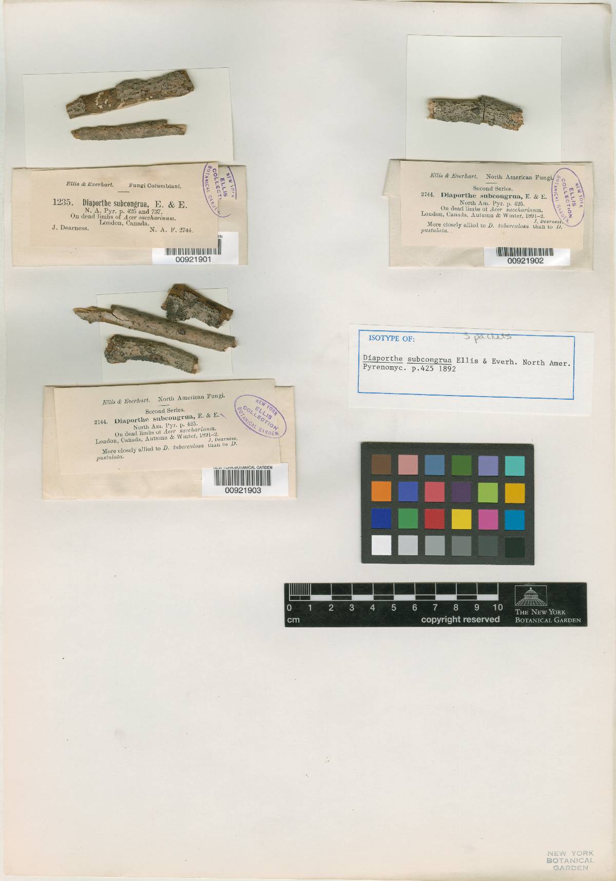 Diaporthe subcongrua image