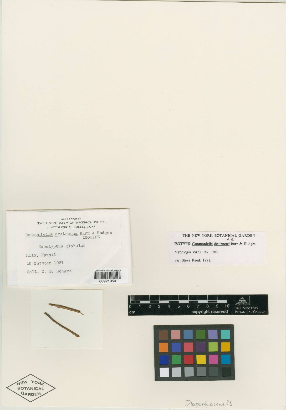Gnomoniella destruens image