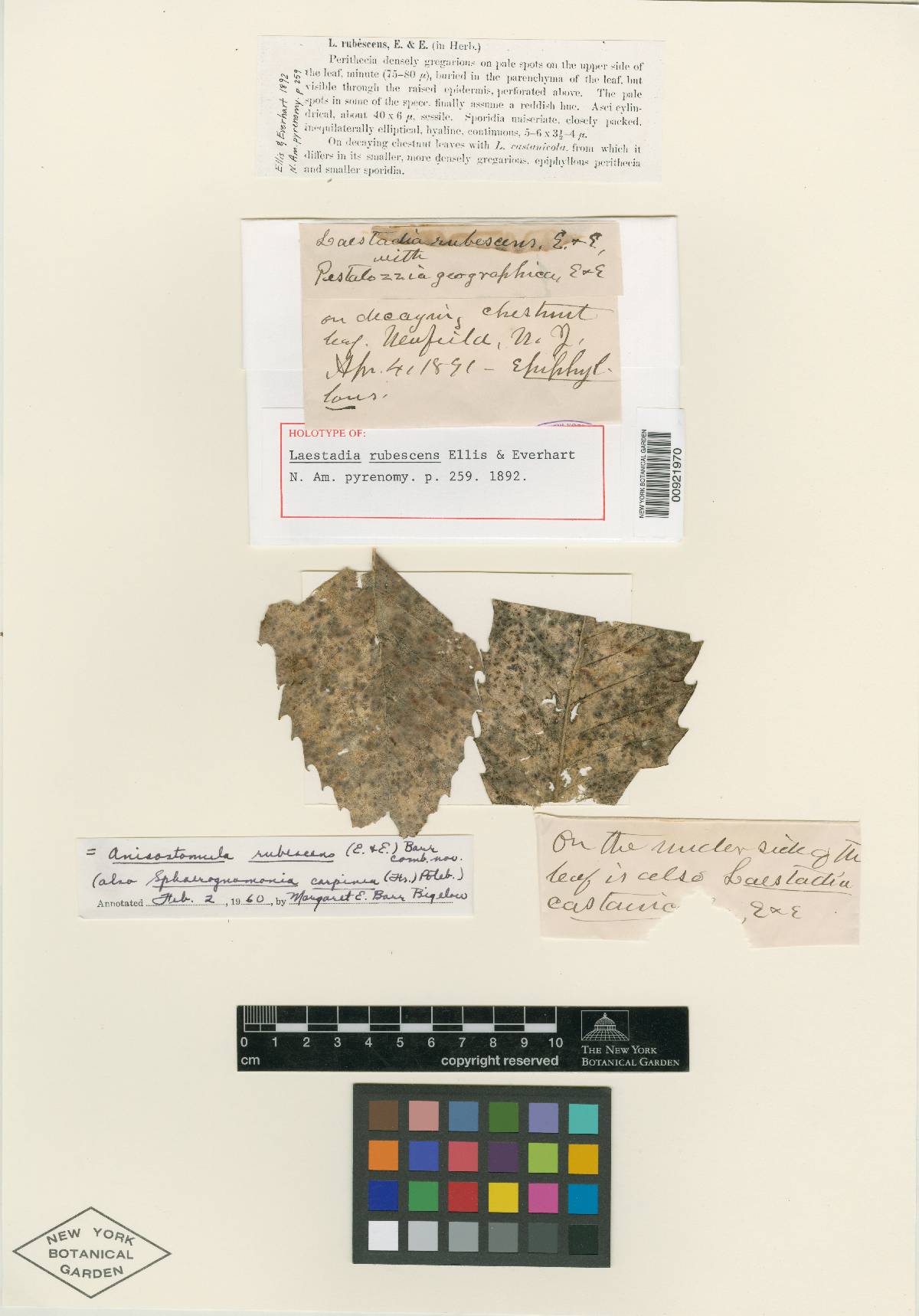 Laestadia rubescens image
