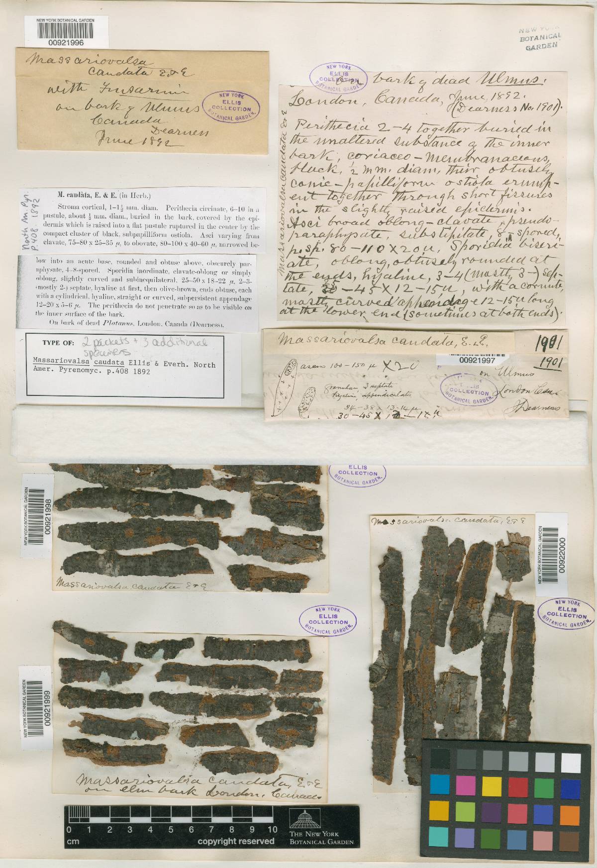 Massariovalsa caudata image