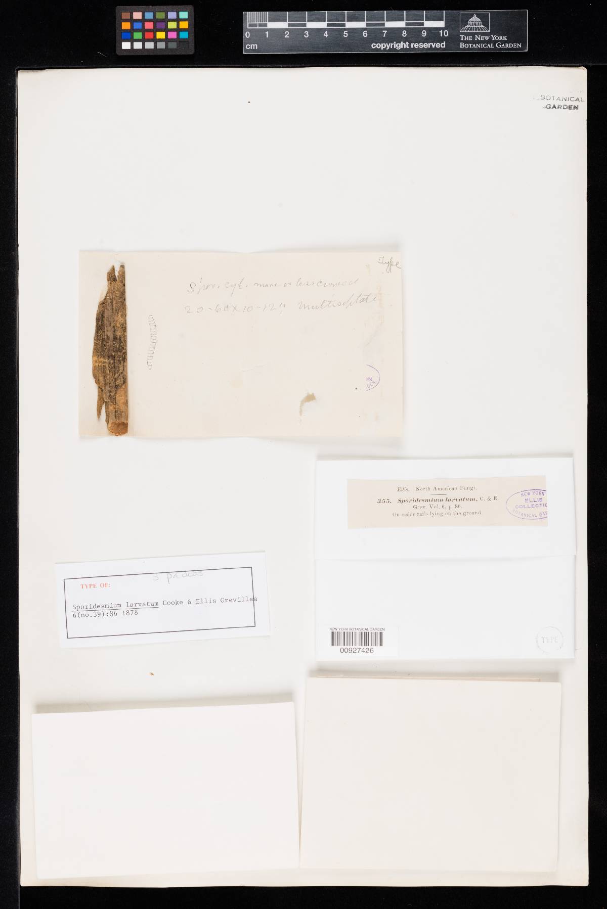 Sporidesmium larvatum image