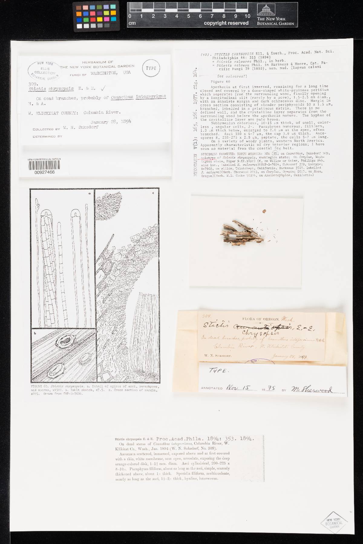 Stictis chrysopsis image