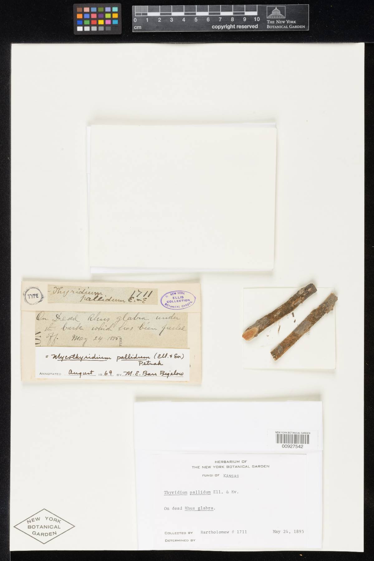 Thyridium pallidum image