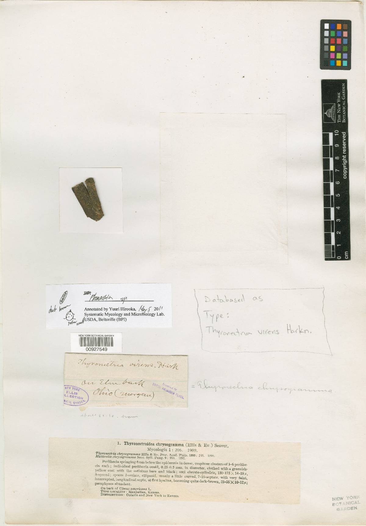 Thyronectria virens image