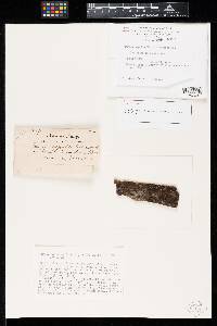Torula sepulta image